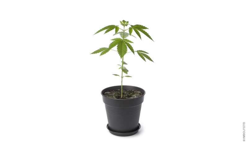 Hemp plant in 17 cm pot