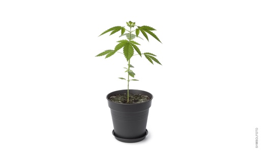 Hemp plant in 17 cm pot